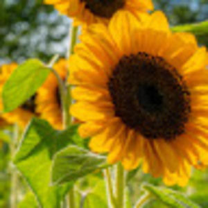 Meet your Posher, Campbell